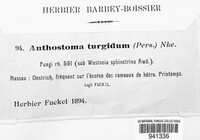 Anthostoma turgidum image